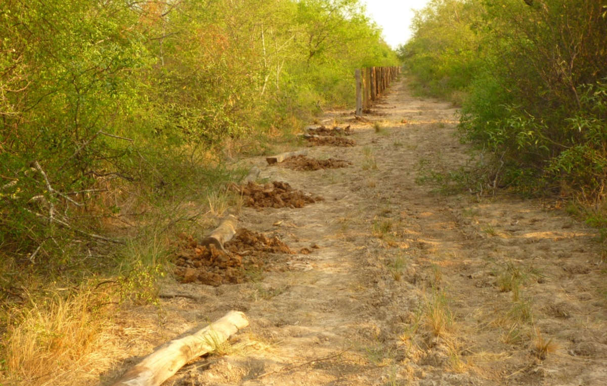 Les Ayoreo ont récemment découvert que des kilomètres de clôtures avaient été installés illégalement sur leur territoire - signe avant coureur de la déforestation.