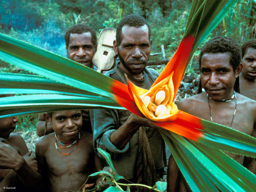 Many tribal peoples have an encyclopaedic knowledge of native animals, plants and herbs; the Yanomami, for example, use around 500 species of plants on a daily basis.

The Yali people of West Papua excel as ecologists, and recognize at least 49 varieties of the sweet potato and 13 varieties of bananas.
