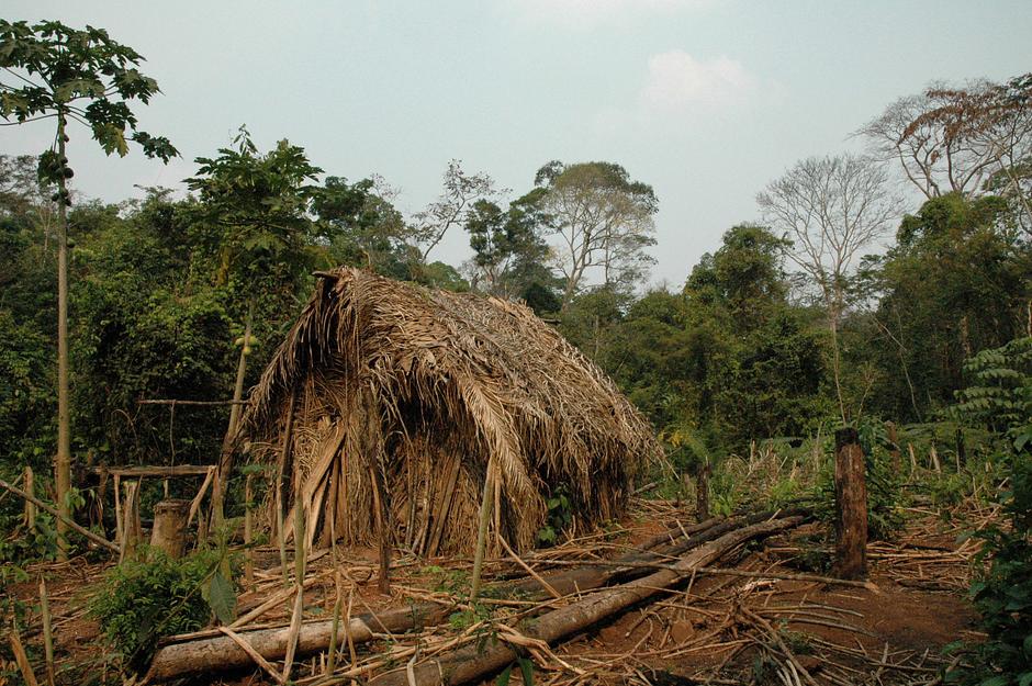  The house and garden where the 'last of his tribe' grows manioc and other vegetables, Brazil.