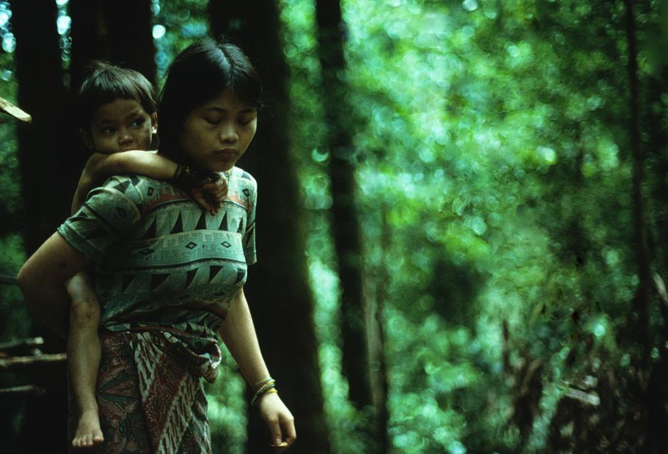 In Malaysia, the Penan have long lived in harmony with their forest and its vast trees, rare orchids and fast-flowing rivers.

_The forest is our Mother_, they say.  _It belongs to the countless numbers who are dead, those who are living and the multitudes yet to be born_.
