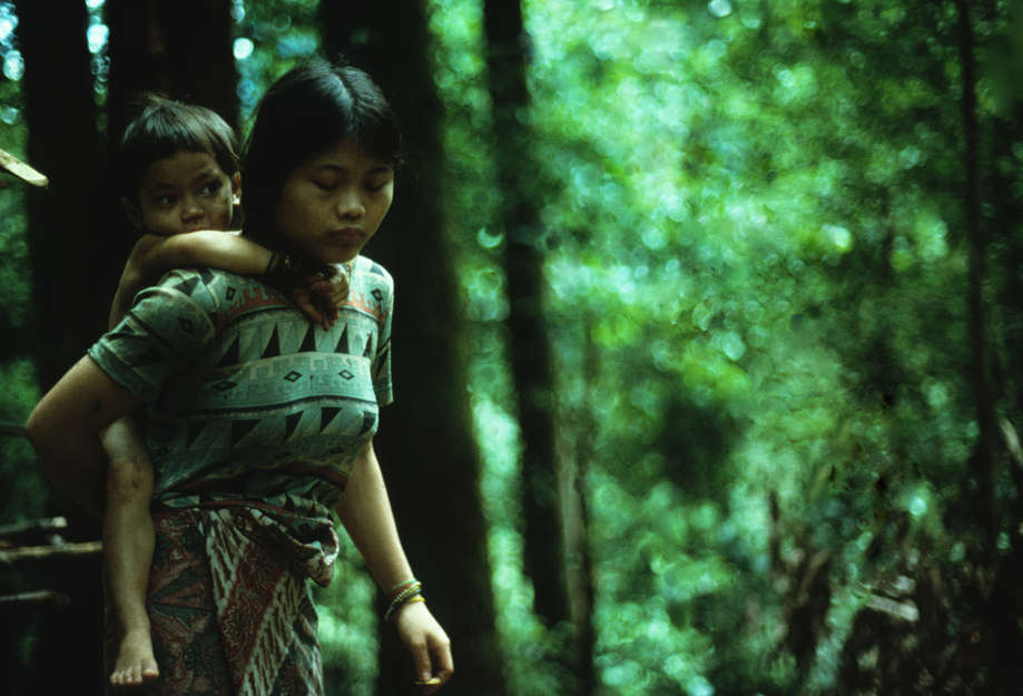 In Malaysia, the Penan have long lived in harmony with their forest and its vast trees, rare orchids and fast-flowing rivers.

_The forest is our Mother_, they say.  _It belongs to the countless numbers who are dead, those who are living and the multitudes yet to be born_.
