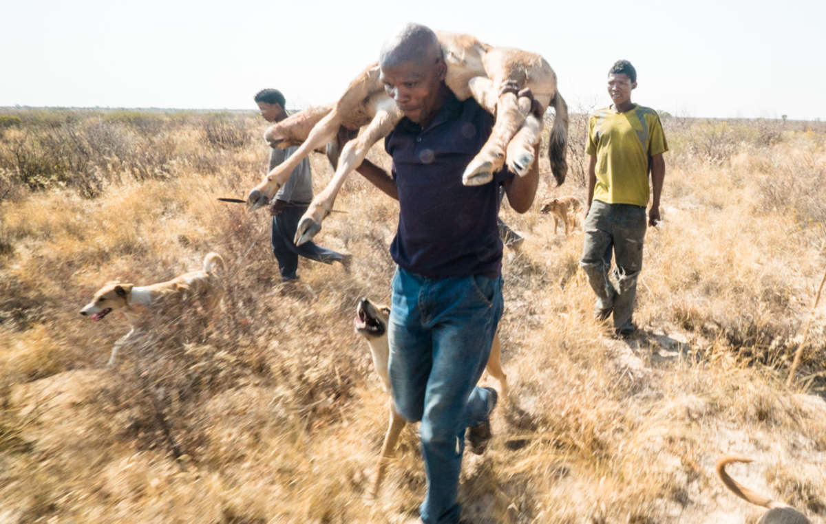 Los bosquimanos han sido criminalizados por alimentar a sus familias bajo la prohibición de caza de Botsuana.