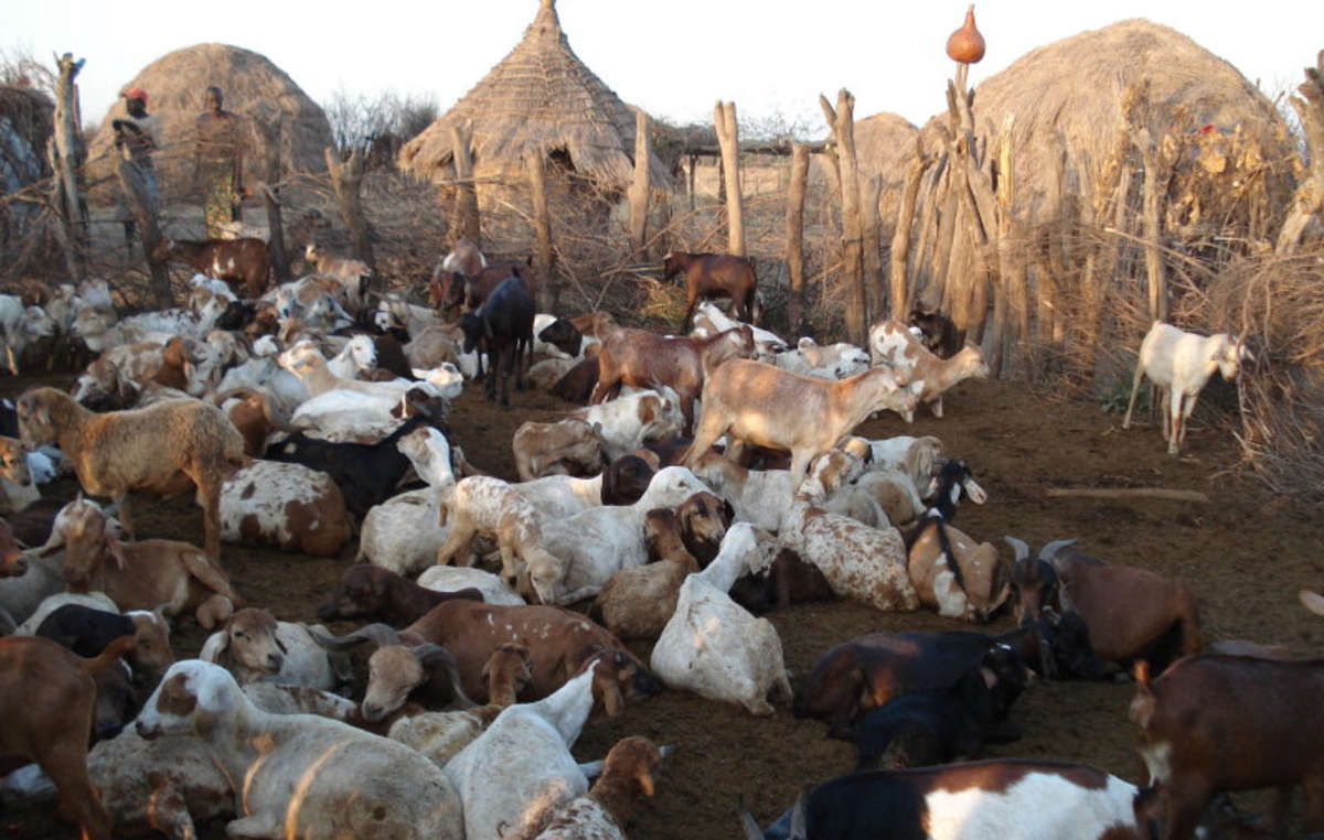Les forces de sécurité expulsent de force les tribus de l'Omo et confisquent leur bétail.