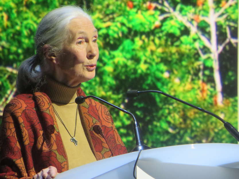 Jane Goodall, primatologue, éthologue et anthropologue britannique, et messager de la paix des Nations unies, à l'occasion de la remise du "prix Equateur":http://www.equatorinitiative.org/index.php?lang=en :

_'Dans notre monde 'développé' nous avons oublié la sagesse des peuples indigènes. Au lieu de penser à l'impact que nos actions auront sur les générations futures, nous ne pensons qu'à leur impact aujourd'hui, sur nous seuls. Notre intelligence et notre coeur ont été déconnectés.'_ 