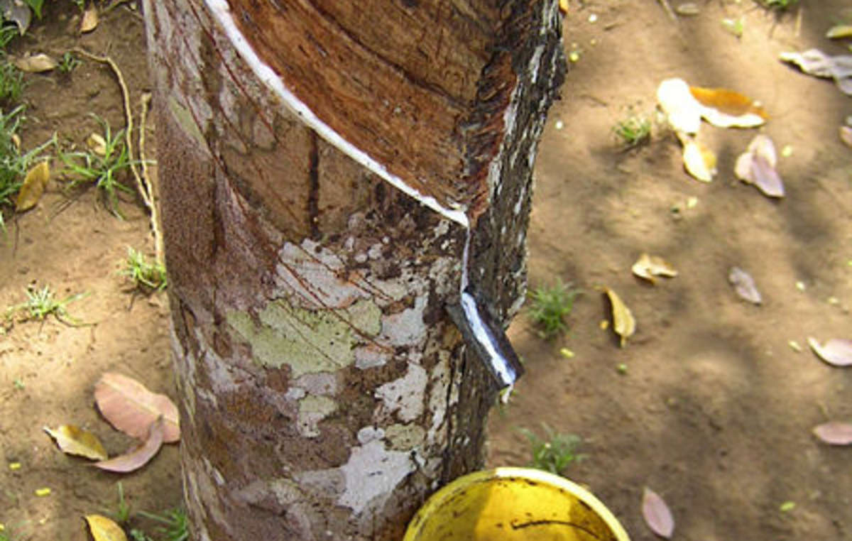 Il lattice proveniente dall’albero della gomma ha alimentato il boom del caucciù in Amazzonia.