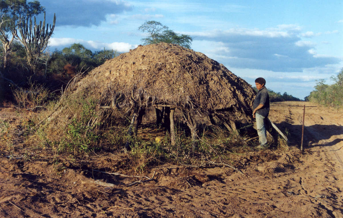 Uncontacted Ayoreo house in the middle of a new road. The Indians abandoned it just hours before, hearing the bulldozer approach.