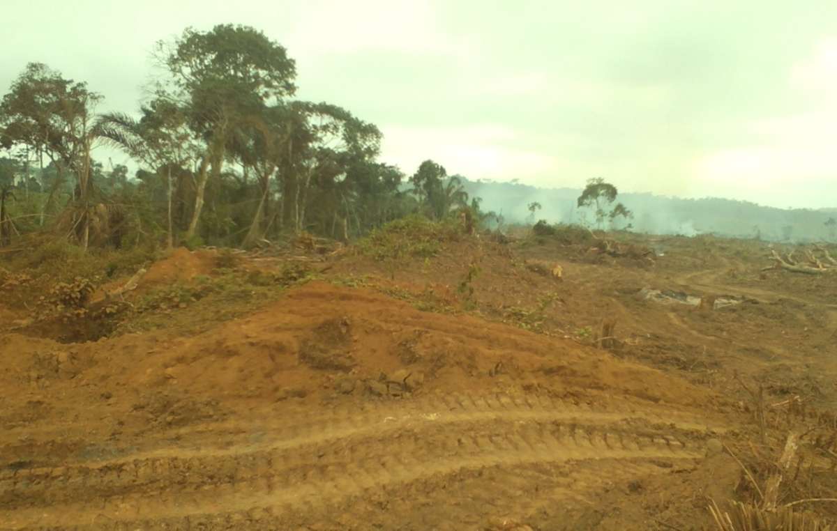 Für den Bau eines Staudamms holzt Rougier im Osten Kameruns Regenwald ab.