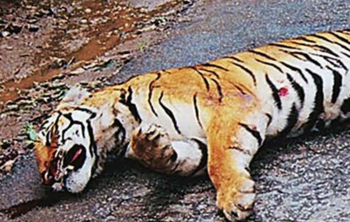 Un tigre presuntamente abatido por un guardaparques en la reserva de tigres de Pench, India.