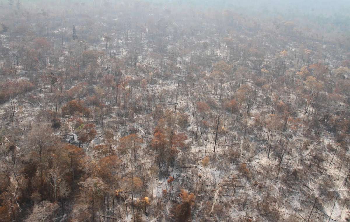 Weite Teile der Wälder in Arariboia wurden durch Holzfäller sowie durch Feuer zerstört, welche die Behörden nicht rechtzeitig eindämmen konnten.
