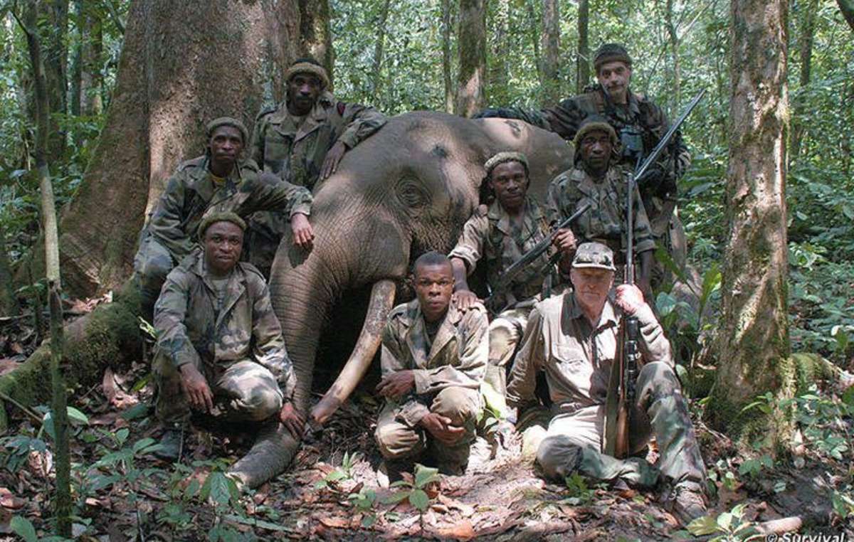 Peter Flack, cacciatore e membro del consiglio del WWF, con un elefante morto.