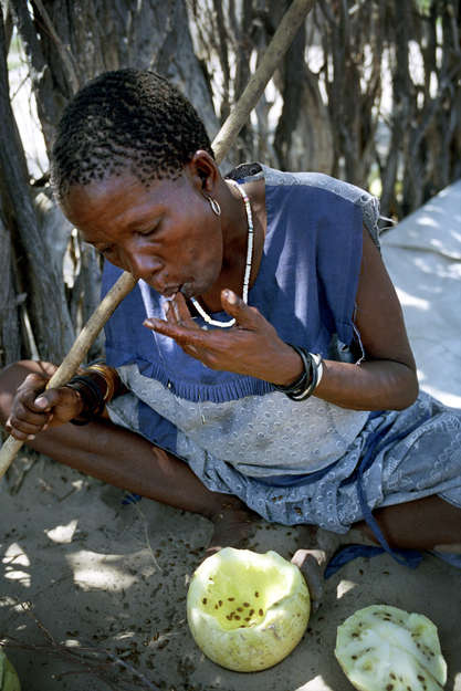 Una donna Boscimane del Botswana assapora la polpa di un melone. 

Tradizionalmente, i Boscimani si procurano l’acqua attingendola dalle “pan” – depressioni della sabbia che si riempiono di pioggia – o l’assumono attraverso radici e meloni tsama. Sono tutte tecniche apprese nel corso di migliaia di anni di sopravvivenza nel deserto durante le stagioni secche, quando i pozzi d’acqua del Kalahari si riducono in polvere. 

_Impari quello che la Terra ti suggerisce_ ha detto Roy Sesana, Boscimane Gana. 

