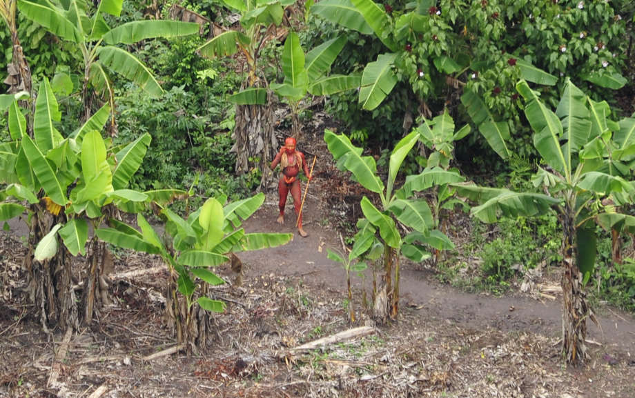Ein Mitglied unkontaktierter Amazonas-Indianer im Garten seiner Gemeinde. Er hat seinen Körper mit Annattofarbe geschmückt.