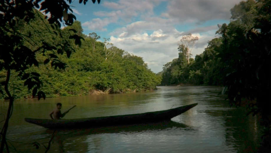 Ces dernières décennies, les Yanomami ont énormément souffert.

Dans les années 1980, plus d'un millier d'orpailleurs ont envahi leur territoire. Par la suite, près d’un cinquième de la population a succombé à la rougeole et à d’autres maladies contre lesquelles ils n’étaient pas immunisés. 

La campagne menée conjointement par Survival et une organisation locale a permis la création du Parc yanomami en 1992. Cependant, le danger est toujours là. _Les orpailleurs opèrent toujours dans la forêt, aux côtés des éleveurs de bétail qui déforestent la frontière orientale de leur territoire,_ alerte Fiona Watson de Survival.

_Vous ne pouvez pas nous déraciner et nous déplacer sur une autre terre, s'insurge Davi Kopenawa. Nous ne pouvons pas vivre en dehors de la forêt. Nous lui appartenons_.