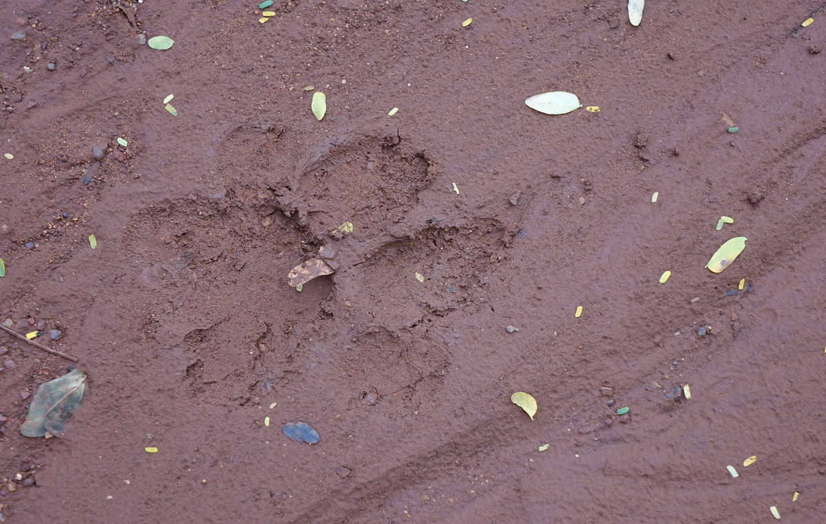 Tiger footprint. The Chenchu worship the tiger, considering it both a god and a member of their large spiritual family, which includes other animals such as panthers and bears.