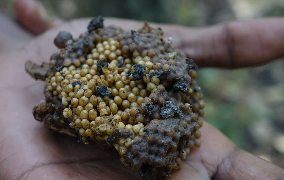 Honeycomb collected by a Chenchu man. The Chenchu can recognize 5 different types of bees that produce 5 different types of honey. “We leave the larves so it will recycle again; by looking at the way a bee flies we can know where the honey is”. Amrabad Tiger Reserve.