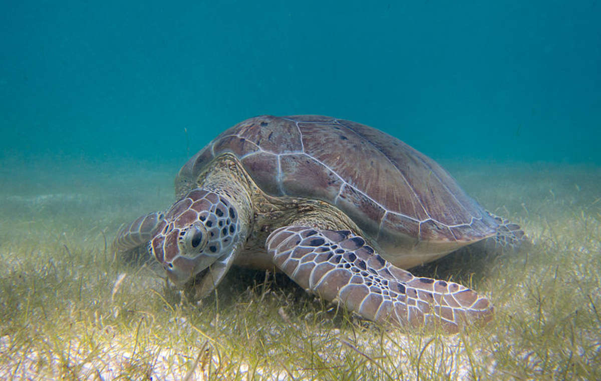 Las tortugas de mar siguen siendo un objetivo prioritario para los cazadores furtivos en las islas Andamán, que ponen en peligro a pueblos indígenas como los jarawas o los sentineleses.