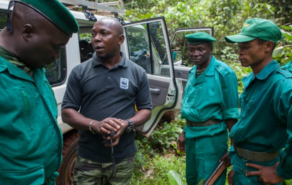 WWF has been working in the Congo Basin for over 20 years – supporting squads who have committed violent abuse against tribal people.