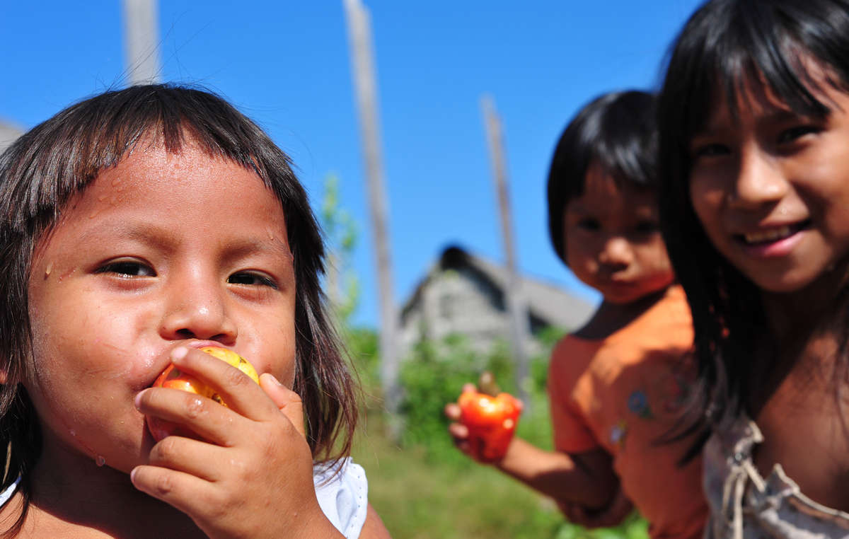 Enfants awajún dégustant des fruits au nord de l’Amazonie péruvienne.
