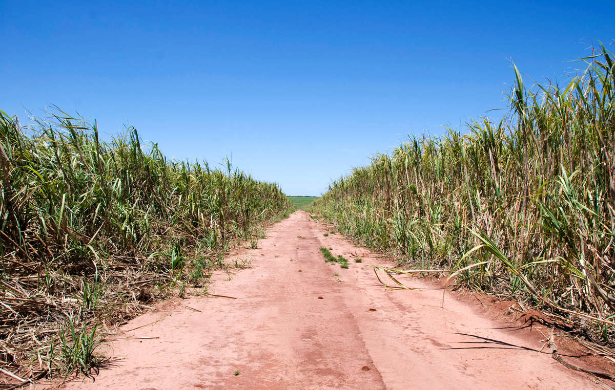Ein Großteil des angestammten Landes der Guarani wurde ihnen gestohlen. Heute sind darauf riesige Zuckerrohr-Plantagen und Viehfarmen entstanden.