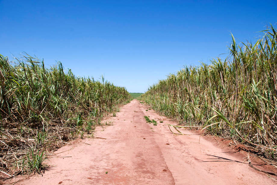 Les Guarani occupaient autrefois un territoire de forêts et de plaines de 350 000 km2 où ils chassaient librement le gibier et plantaient du manioc et du maïs dans leurs jardins.

La terre représente tout pour les Guarani : elle subvient à tous leurs besoins et forge leur identité. Elle est le lieu où leurs ancêtres sont enterrés et elle est l'héritage de leurs enfants. Cependant, durant ces cent dernières années, la plus grande partie de leur forêt a été spoliée pour être transformée en vastes pâturages de bétail et en plantations de soja et de canne à sucre.