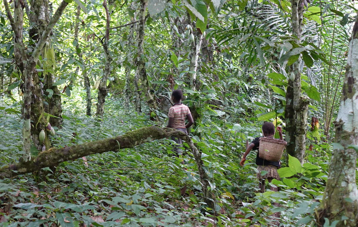 Bambini Baka nella foresta, Repubblica del Congo.