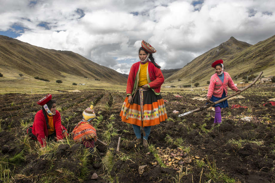 Quechua, Canyon Colca, Perù, 2018 – I contributi dei popoli indigeni all’umanità sono incalcolabili. Le patate sono state coltivate dagli Indiani dell’America meridionale, e oggi sono alimento base di quasi il 15% della popolazione mondiale.
