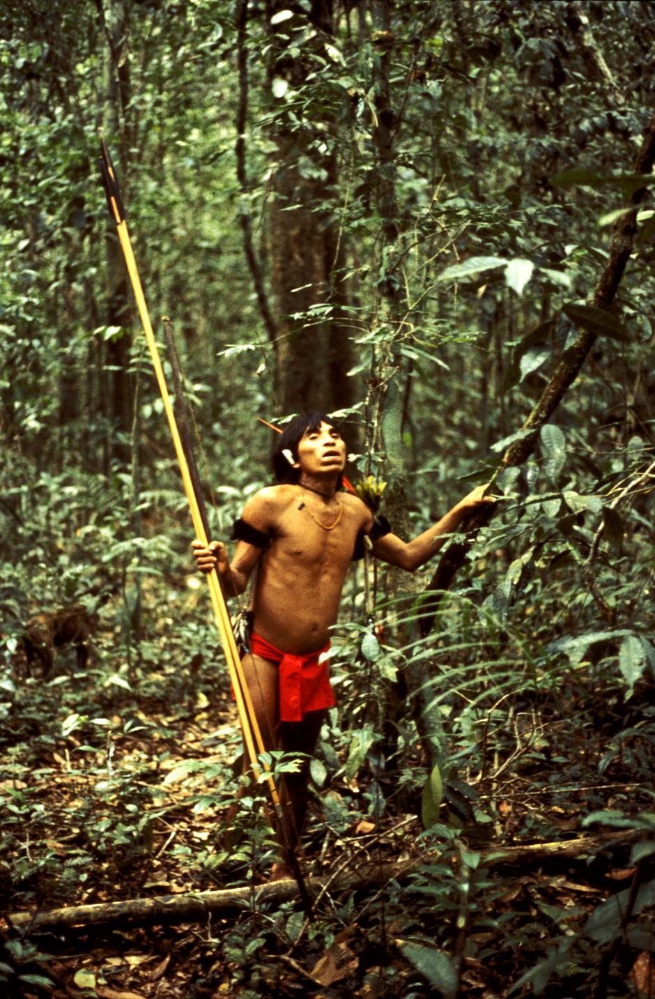 Krimiautoren haben schon oft darüber geschrieben, und die Yanomami und andere Amazonas-Völker tauchen ihre Pfeile hinein: Curare.

Curare ist ein giftiger Mix aus unterschiedlichen Pflanzensorten, der zu einer dicken und klebrigen Masse eingekocht wird. Diese wird auf Pfeilspitzen aufgetragen und muss danach trocknen. 

Wenn Curare in das Blut eines getroffenen Vogels oder Tieres eindringt, entspannen sich seine Muskeln. Affen können sich nicht länger an Ästen halten und Vögel können nicht mehr fliegen. Irgendwann fallen sie zu Boden, wo sie getötet werden. Curare wird inzwischen auch in der westlichen Medizin eingesetzt, um Muskeln zu entspannen. Dadurch sind heute Operationen am offenen Herzen möglich.

Pfeilgift ist auch für die Kalahari-Buschleute wichtig. Häufig wird es aus zerdrückten Käferlarven oder den Eingeweiden der giftigen _N'gwa_-Raupe hergestellt. 

Die Hadza benetzen ihre Pfeilspitzen mit dem giftigen Saft der Wüstenrosenbüsche.