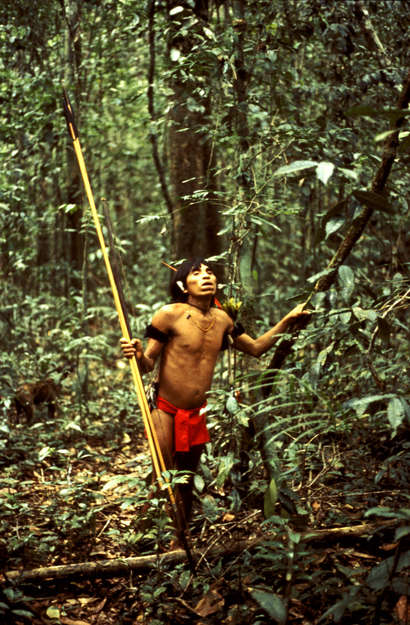 Crime novelists have written widely about it; the Yanomami and many other Amazonian tribes coat their arrows or darts with it. 

'It' is 'curare', a poisonous mix of different plants which is boiled down to thick glue, smeared on darts and left to dry.  As it enters the blood of the smitten bird or animal, it relaxes their muscles.  Monkeys can no longer hold branches and birds can no longer fly; eventually, they drop to the ground where they can be killed. Curare has been appropriated as a muscle relaxant in western medicine, and made possible procedures such as open-heart surgery.

Arrow poison is also crucial to the Kalahari Bushmen.  It is generally made from crushed beetle larvae or the entrails of a poisonous caterpillar known as _n'gwa_.  

The Hadza use the toxic sap of the desert rose shrub to coat their arrow tips.
