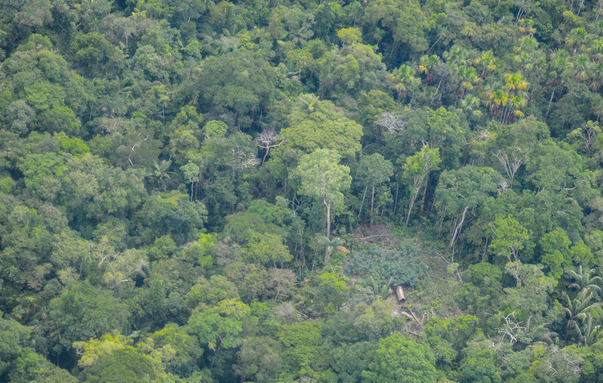 Imágenes aéreas de una comunidad indígena no contactada en la Amazonía peruana. 2019.