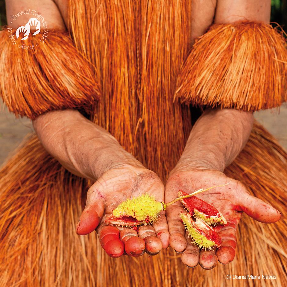 Yagua, Colombia, 2020 - Las semillas rosadas del árbol “achiote” producen un pigmento que se conoce con ese mismo nombre: achiote. De hecho, el colorante alimenticio natural más importante del mundo es un descubrimiento de los indígenas amazónicos, que siempre lo han usado para varios propósitos: como tinte para telas, como especia alimenticia, como tinte con los que pintar el cabello y el cuerpo. ¡Otro regalo de los pueblos indígenas a la humanidad!

Puedes "comprar aquí el calendario de Survival 2021 “We, The People”":https://tienda.survival.es/collections/calendario-y-tarjetas/products/nuevo-calendario-2021-we-the-people.