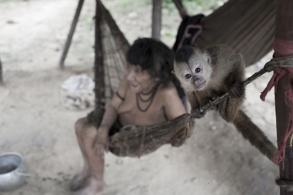 Awá women in Brazil care for orphaned baby monkeys by suckling them.