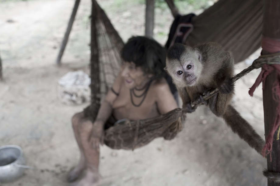 Mujeres awás de Brasil cuidan de bebés de monos huérfanos dándoles de mamar.
