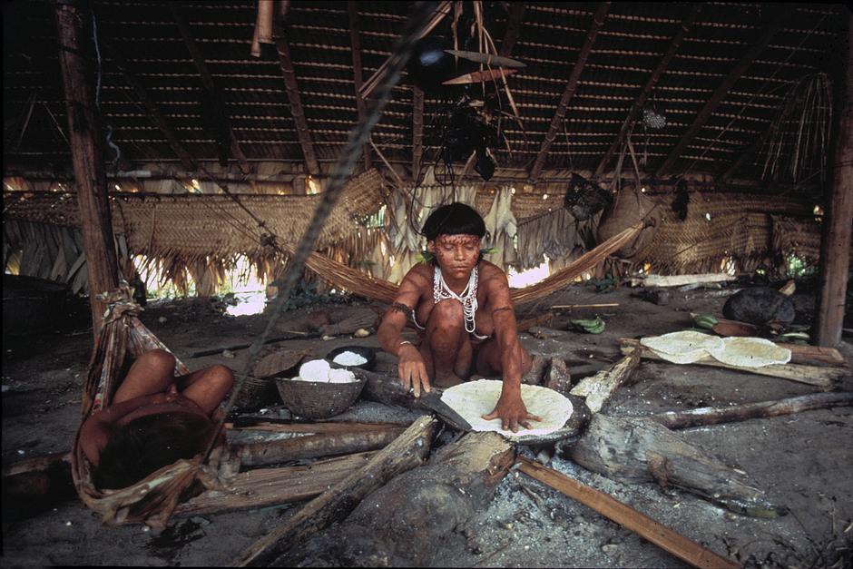 Tribal peoples developed some of the world’s staple foods. Manioc (cassava), maize and potatoes are all the product of indigenous husbandry.