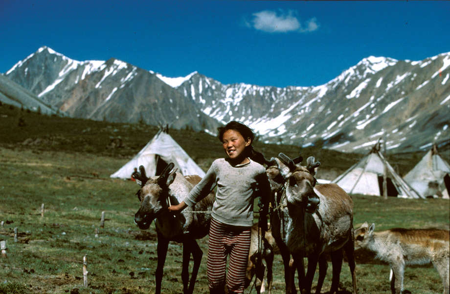 En Mongolia, a los niños tsaatanes se les enseñan las ancestrales habilidades para el pastoreo de sus padres agrupando a los renos en las praderas.
