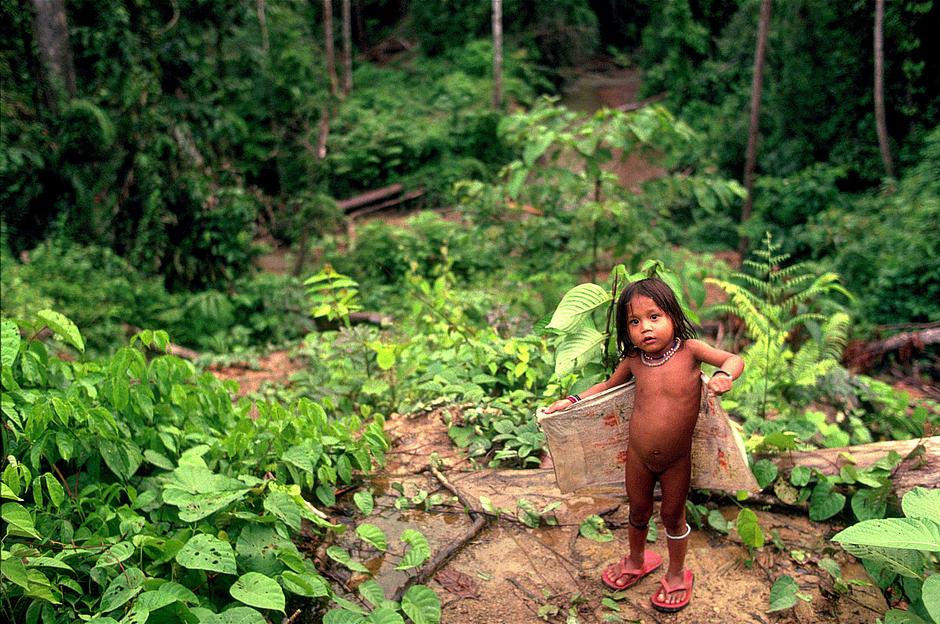 Sarawak's rainforest in Borneo is one of the most biologically rich rainforests on earth, and home to the Penan people.

The Penan have long lived in harmony with their forest and its rare orchids, fast-flowing rivers and twisting networks of limestone caves. _We were born to live in the forest_, they say. It is their home, their history, their supermarket and their pharmacy.

Since the 1970s, however, their ancestral lands have been bulldozed and burned for large-scale logging, oil-palm plantations, gas pipelines and hydroelectric dams. The steep-sided valleys that were once filled with the cries of birds and the song of cicadas now resound with the noise of trucks and falling trees.  The forests are being cleared at a rate twice that of the Amazon.

As a result, the Penan's way of life is being eroded; until the 1960s, almost all Penan lived as nomads, moving camp frequently in search of boar, wild fruit trees and sago palms. Today, many of the 10-12,000 Penan have settled in riverside communities, where malnutrition, disease and illiteracy are common, although the rainforest is still fundamental to the lives of settled and nomadic Penan alike.

The children of the Penan potentially face a destitute future, unless the Malaysian government puts a halt to all development on their land that is carried out without the tribe's consent.

(Image shows Penan girl with leaf boat, Sarawak, Malaysia). 