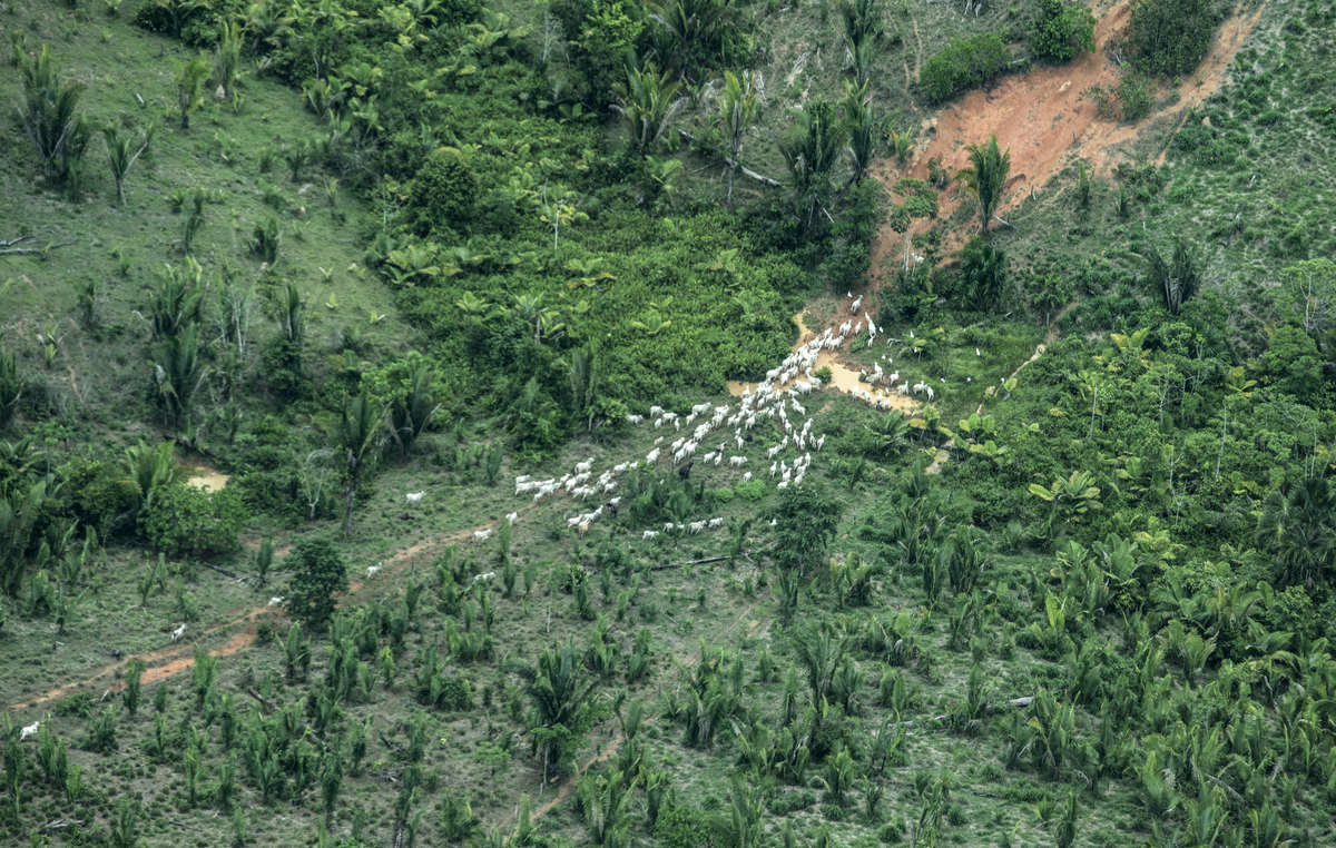 A recent overflight has revealed large-scale cattle ranching inside the Piripkura territory, a blatant violation of a new Land Protection Order.