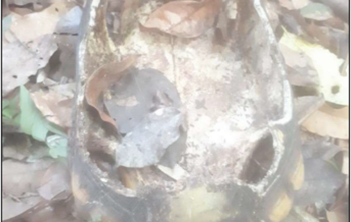 Essensreste (Schildkrötenpanzer) eines unkontaktierten Volkes, die im August 2021 innerhalb des Ituna Itatá-Gebiets gefunden wurden.