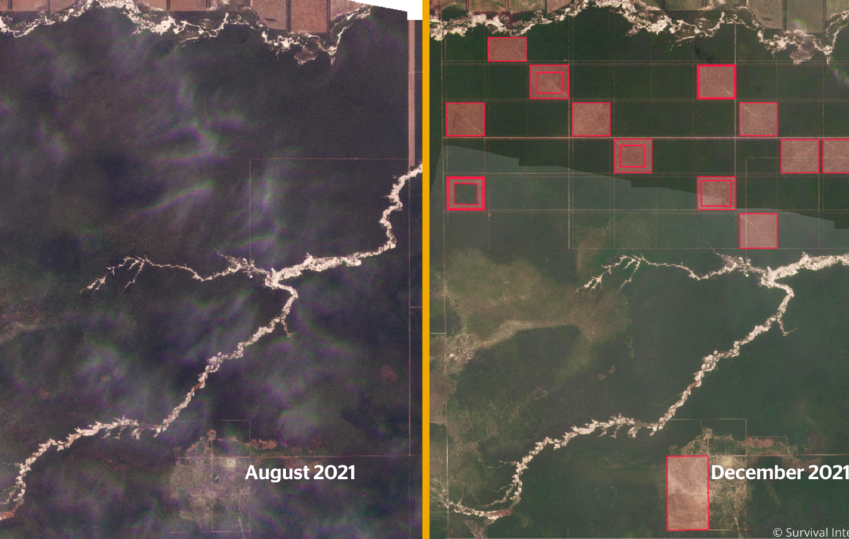 Illegale Abholzung (rote Quadrate) dringt nun in das Zentrum des Gebiets der unkontaktierten Ayoreo ein, wie auch der Bau neuer Straßen (braune Linien) belegt.