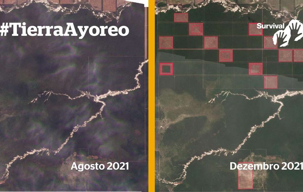 O desmatamento ilegal está agora invadindo o coração do território dos indígenas isolados Ayoreo.