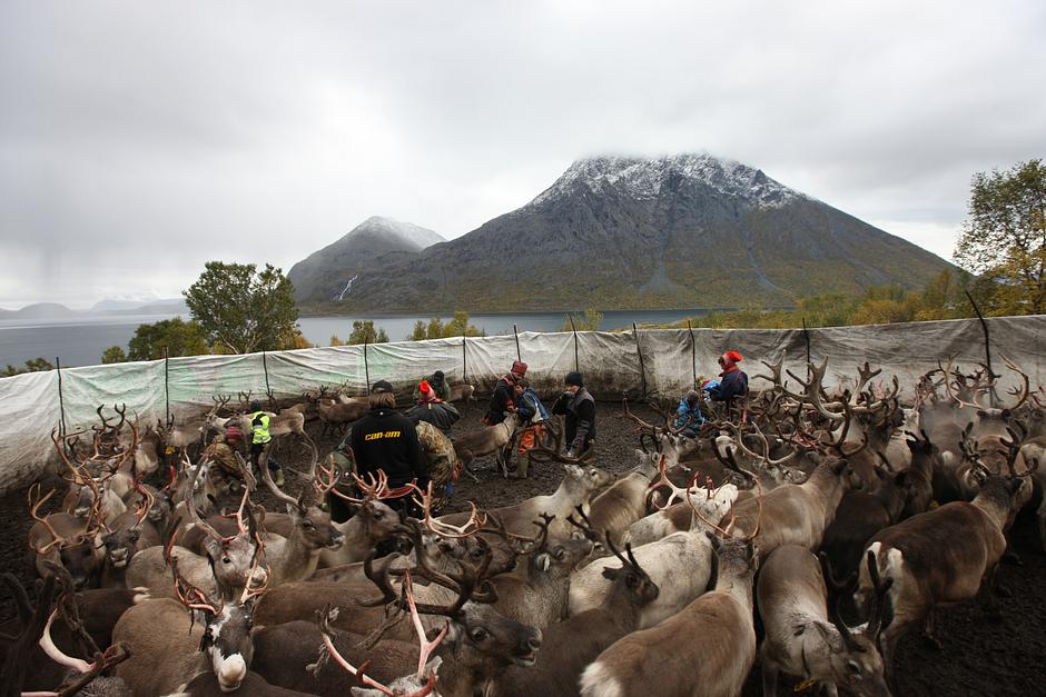 The herd needs to swim across Kågsundet fjord to reach the mainland.  Before the swim begins, the herd is corralled in order to unite calves with their mothers.   

The Sámi were traditionally nomadic or semi-nomadic; their ways of life closely tied to reindeer-herding, hunting, trapping and fishing.  Like many indigenous peoples, reindeer-herding Sámi have recently lost large tracts of pastureland as a result of dams, mining, tourism and other 'development' schemes. 

Today, only a minority still herd reindeer seasonally. _Many Sámi herders now use snow mobiles and boats to support their herding,_ says Sophie Grig, Senior Campaigner at Survival International. _Yet their lands and reindeer remain central to their identity_.