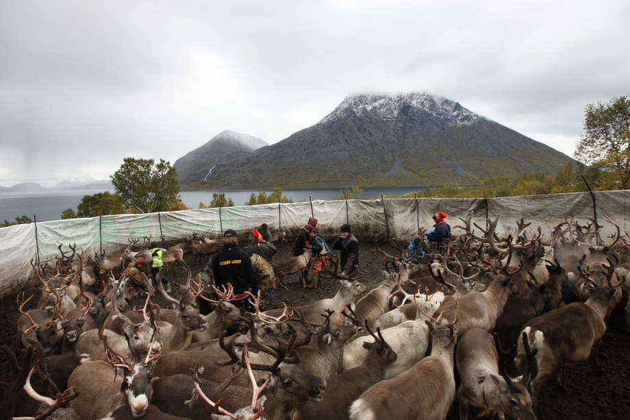 The herd needs to swim across Kågsundet fjord to reach the mainland.  Before the swim begins, the herd is corralled in order to unite calves with their mothers.   

The Sámi were traditionally nomadic or semi-nomadic; their ways of life closely tied to reindeer-herding, hunting, trapping and fishing.  Like many indigenous peoples, reindeer-herding Sámi have recently lost large tracts of pastureland as a result of dams, mining, tourism and other 'development' schemes. 

Today, only a minority still herd reindeer seasonally. _Many Sámi herders now use snow mobiles and boats to support their herding,_ says Sophie Grig, Senior Campaigner at Survival International. _Yet their lands and reindeer remain central to their identity_.