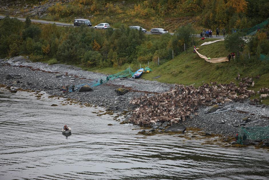 The herd can number between 3,000 and 5,000 reindeer; it takes a week for the entire herd to swim between Arnøy and Kågen.  

The migration is therefore carried out in stages: here, the 'lead' herd enters the fjord. 

_The reindeer is not just an animal to us, but an entire way of life_, says a Sámi herder.  