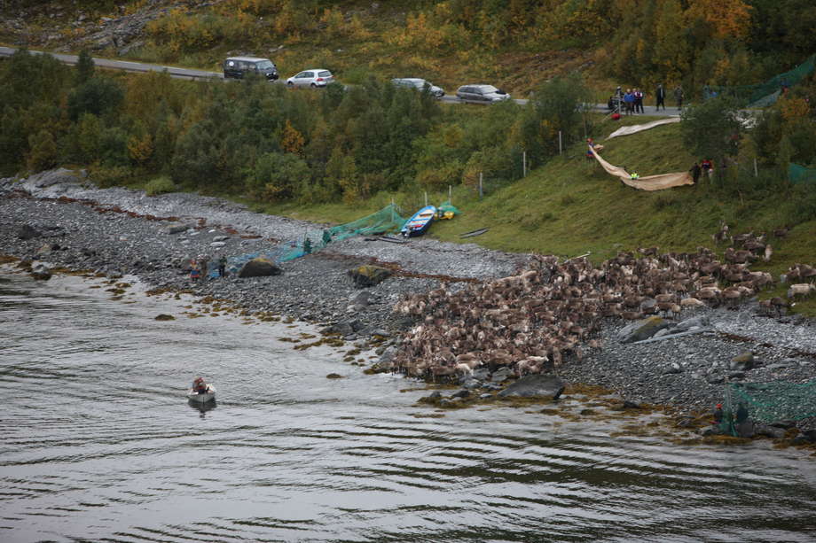 Un troupeau peut compter de 3000 à 5000 rennes et la traversée à la nage de tout un troupeau d’Arnøy à Kågen peut durer une semaine.

La migration s’effectue en plusieurs étapes : ici, la tête du troupeau pénètre dans le fjord.

_Pour nous, le renne n’est pas qu'un animal, mais un mode de vie à part entière_, dit un pasteur sámi. 