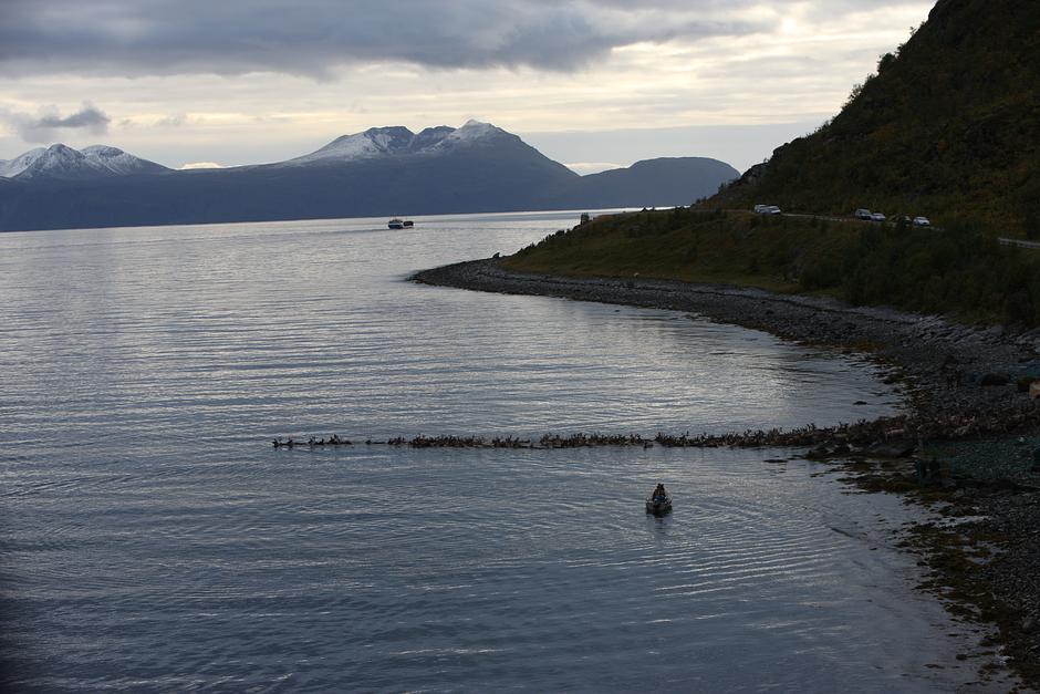 A small boat follows the herd, ready to assist any calves that are not strong enough to swim the distance.

Every part of the reindeer was once used by herders; the antlers to make buttons, the blood for sausages and the skin for snow shoes, which were then stuffed with sedge grass for extra warmth.

