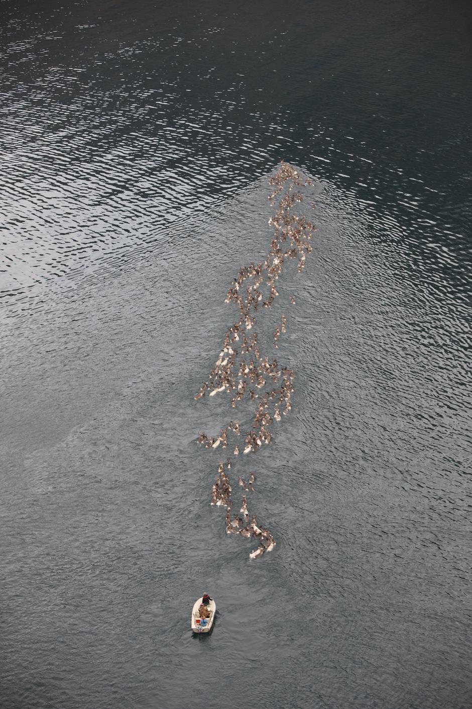 Die drei Kilometer, welche die Tiere durch den Fjord schwimmen müssen, halten die Sámi für den tückischsten Teil der ganzen Wanderung. 

Wenn nur ein Kalb in eine andere Richtung schwimmt, kann es passieren, dass die gesamte Herde ihm folgt.

Die Überquerung für eine Gruppe dauert ca. 30 Minuten.
