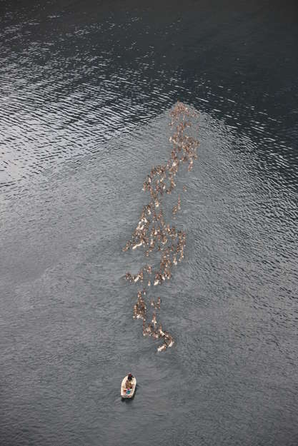 Die drei Kilometer, welche die Tiere durch den Fjord schwimmen müssen, halten die Sámi für den tückischsten Teil der ganzen Wanderung. 

Wenn nur ein Kalb in eine andere Richtung schwimmt, kann es passieren, dass die gesamte Herde ihm folgt.

Die Überquerung für eine Gruppe dauert ca. 30 Minuten.

