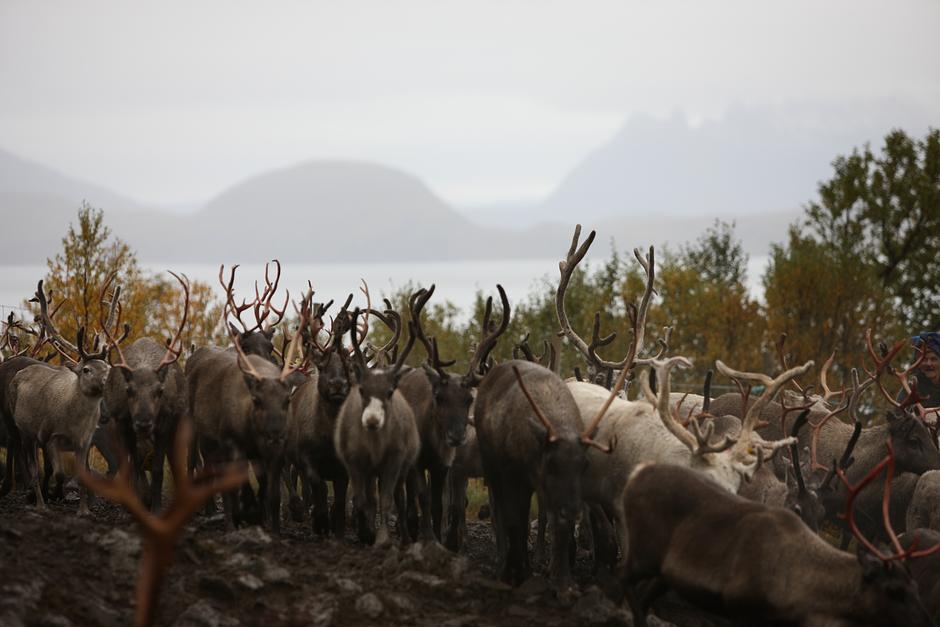 Otoño en el norte de Noruega: los renos se reúnen alrededor de los abedules en la isla de Arnøy, bastante por encima del círculo polar ártico.

Se cree que los antepasados de los samis llegaron a la región poco después de la edad de hielo, hace aproximadamente nueve mil años.

Durante los meses de verano, los pastores samis agrupan a sus renos en las altas montañas de Arnøy, para prepararlos para la migración a la tundra de la meseta en el continente. 

La ligera capa de nieve que cubre la tundra durante los meses de invierno permite a los renos encontrar el musgo con el que se alimentan con relativa facilidad.