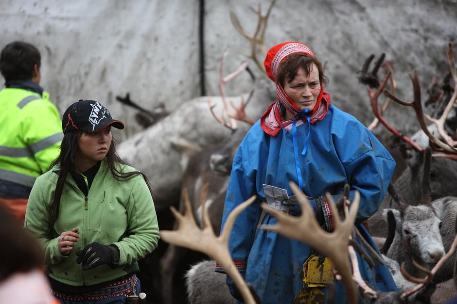 The corrall allows the herders to identify the owners of the young deer; ear-marking, health checks and vaccinations are subsequently carried out.  

Ear-marking needs to take place before the herd begins the swim across the fjord; by the time they have reached the mainland, many calves will have separated from their mothers.