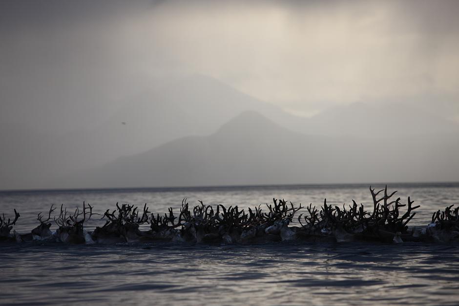 Hunderte Hufe kämpfen sich ihren Weg durch das frostige Wasser des Fjords; die dunklen Berge von Uløya erheben sich im Hintergrund.

"_Die Geschichte des Sámi-Volkes ist die Geschichte der menschlichen Anpassung an das Klima und die Natur der Arktis_", sagte Lars-Anders Baer, Hirte und Präsident des Sámi-Parlaments in Schweden. "_Die Sámi sehen die Beziehung zwischen Mensch und Natur als ein unversehrtes Ganzes._"
