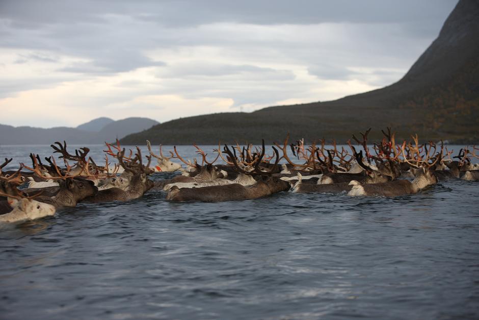 El rebaño permanecerá en el continente hasta finales de abril o principios de mayo, cuando comience la migración en sentido contrario y se deje que la vegetación de la meseta se recupere.

Una vez de vuelta en la isla de Arnøy, los renos se alimentan de hongos, hojas y hierba.
